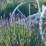 La Lavanda Di Mini “angustifolia “ *