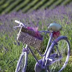 La Lavanda Di Mini “angustifolia “ * Poppi