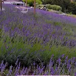 La Lavanda Di Mini “angustifolia “ Çiftlik konaklama *