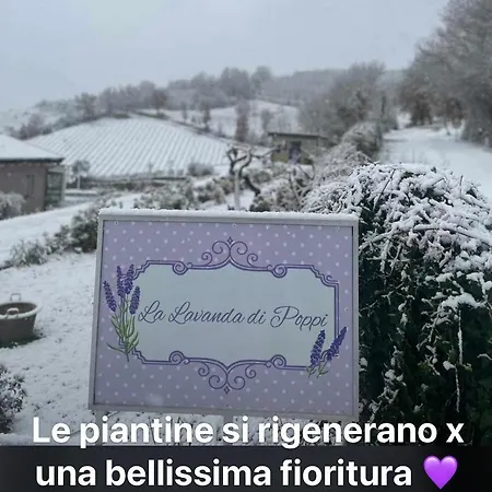 La Lavanda Di Mini “angustifolia “ Farm stay Poppi