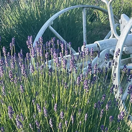 La Lavanda Di Mini “angustifolia “ *