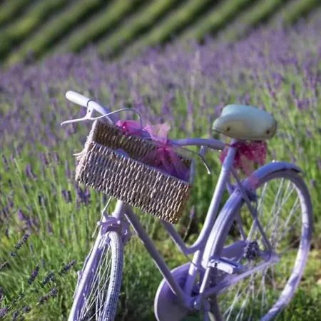 La Lavanda Di Mini “angustifolia “ * פופי