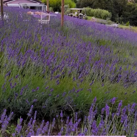 La Lavanda Di Mini “angustifolia “ בית חווה *