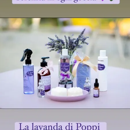 La Lavanda Di Mini “angustifolia “ *