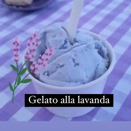 La Lavanda Di Mini “angustifolia “ פופי