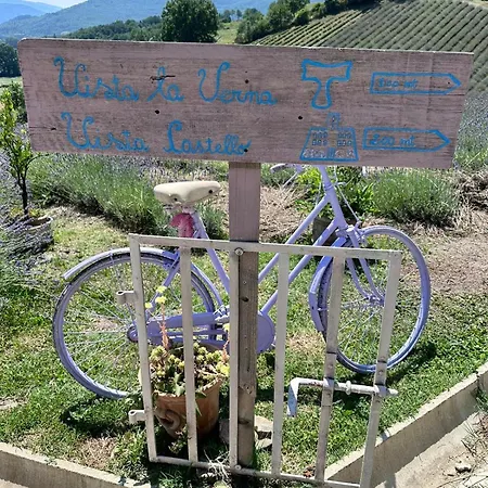 La Lavanda Di Mini “angustifolia “ פופי
