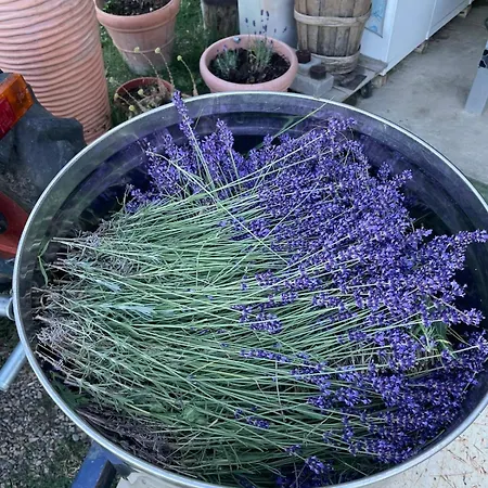 La Lavanda Di Mini “angustifolia “ בית חווה