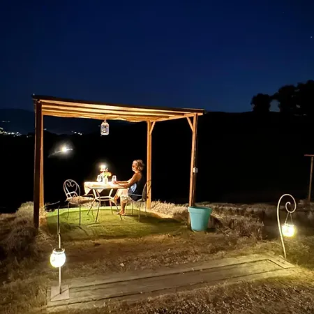 La Lavanda Di Mini “angustifolia “ פופי
